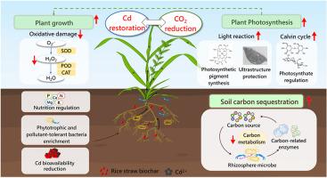 Higher remediation efficiency of Cd and lower CO2 emissions in phytoremediation systems with biochar application
