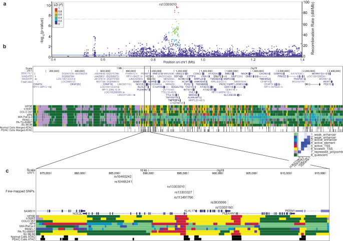 Allelic effects on KLHL17 expression underlie a pancreatic cancer genome-wide association signal at chr1p36.33