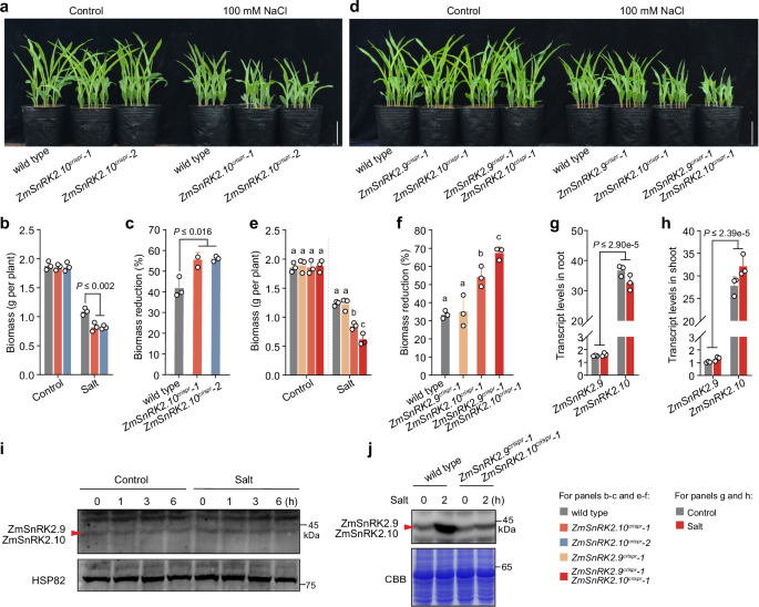 A SnRK2-HAK regulatory module confers natural variation of salt tolerance in maize
