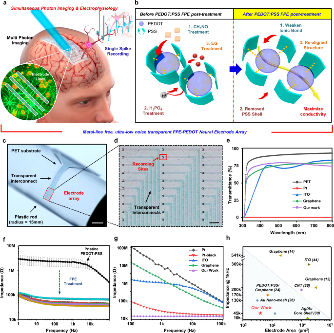 Transparent, metal-free PEDOT:PSS neural interfaces for simultaneous recording of low-noise electrophysiology and artifact-free two-photon imaging