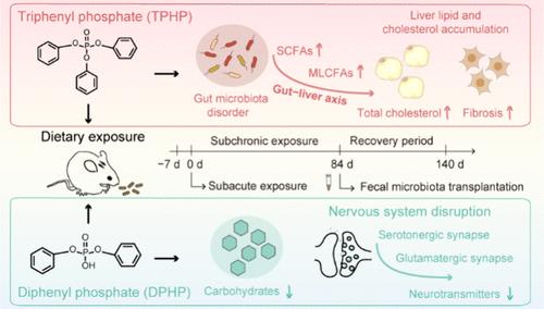 Health Risks of Low-Dose Dietary Exposure to Triphenyl Phosphate and Diphenyl Phosphate in Mice: Insights from the Gut–Liver Axis