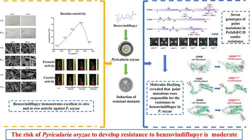 Investigation of Antifungal Activity and Assessment of Resistance Risk of Fungicide Benzovindiflupyr in Pyricularia oryzae