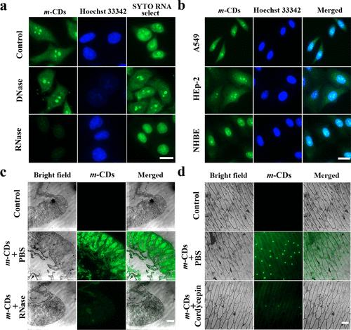 Correction to “Dynamically Long-Term Imaging of Cellular RNA by Fluorescent Carbon Dots with Surface Isoquinoline Moieties and Amines”