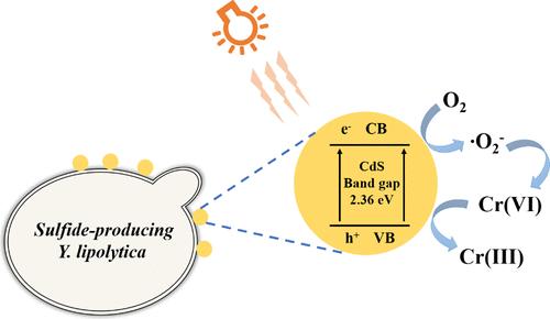 Harnessing Solar Energy for the Photocatalytic Reduction of Hexavalent Chromium: A High-Performance Yarrowia lipolytica–CdS Biohybrid System
