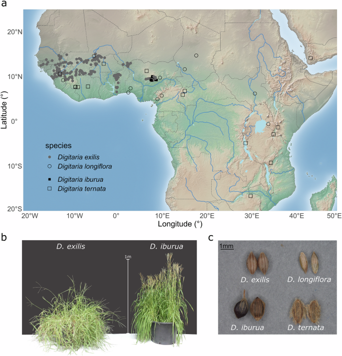 Independent domestication and cultivation histories of two West African indigenous fonio millet crops