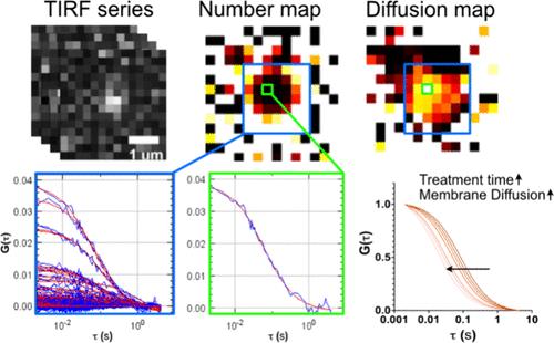 A Live Bacterial Screening Assay for Membrane-Active Antimicrobial Compounds Using Imaging Fluorescence Correlation Spectroscopy