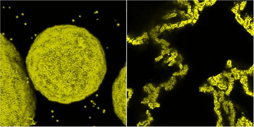 Using Contactless Interfacial Rheology to Probe Interfacial Mechanics for Compositional Ripening