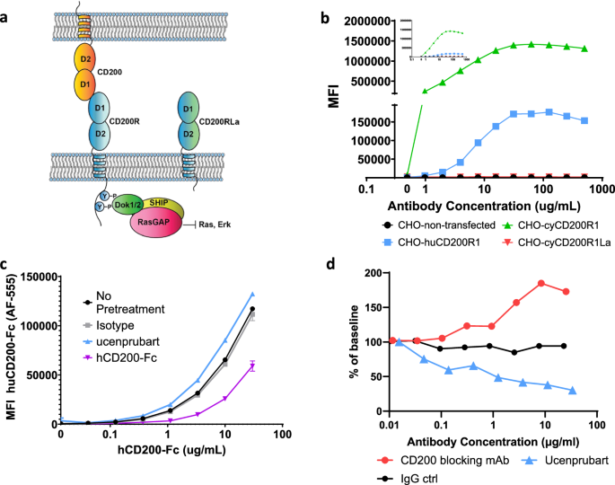 Ucenprubart is an agonistic antibody to CD200R with the potential to treat inflammatory skin disease: preclinical development and a phase 1 clinical study