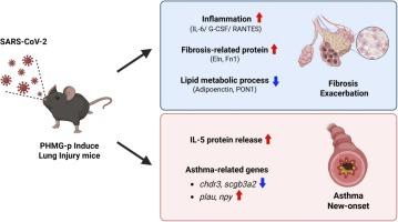 SARS-CoV-2 infection exacerbates fibrosis and develops new-onset asthma in damaged lung by polyhexamethylene guanidine phosphate