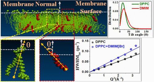 Quantifying Ionic Liquid Affinity and Its Effect on Phospholipid Membrane Structure and Dynamics