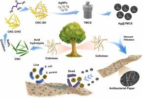 Nanocellulose-based carbon sphere immobilized AgNPs for antibacterial cellulosic paper