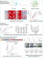 Construction of safer hirudin-derived peptides with enhanced anticoagulant properties based on C-terminal active residue adaptation and modification