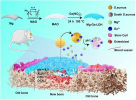 MgGa layered double hydroxides coating endow magnesium with antibacterial and osteogenic properties for guided-bone regeneration application