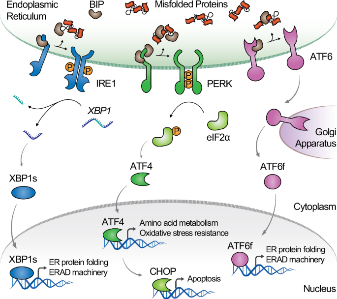 Feedback-responsive cell factories for dynamic modulation of the unfolded protein response