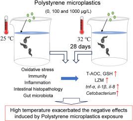 Enhanced gut damage and microbial imbalance in bullfrog tadpoles (Lithobates catesbeiana) exposed to polystyrene microplastics under high-temperature conditions