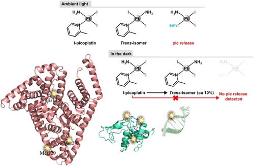 Cytotoxicity and Binding to DNA, Lysozyme, Ribonuclease A, and Human Serum Albumin of the Diiodido Analog of Picoplatin