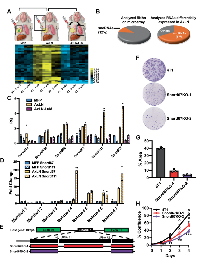 Snord67 promotes breast cancer metastasis by guiding U6 modification and modulating the splicing landscape