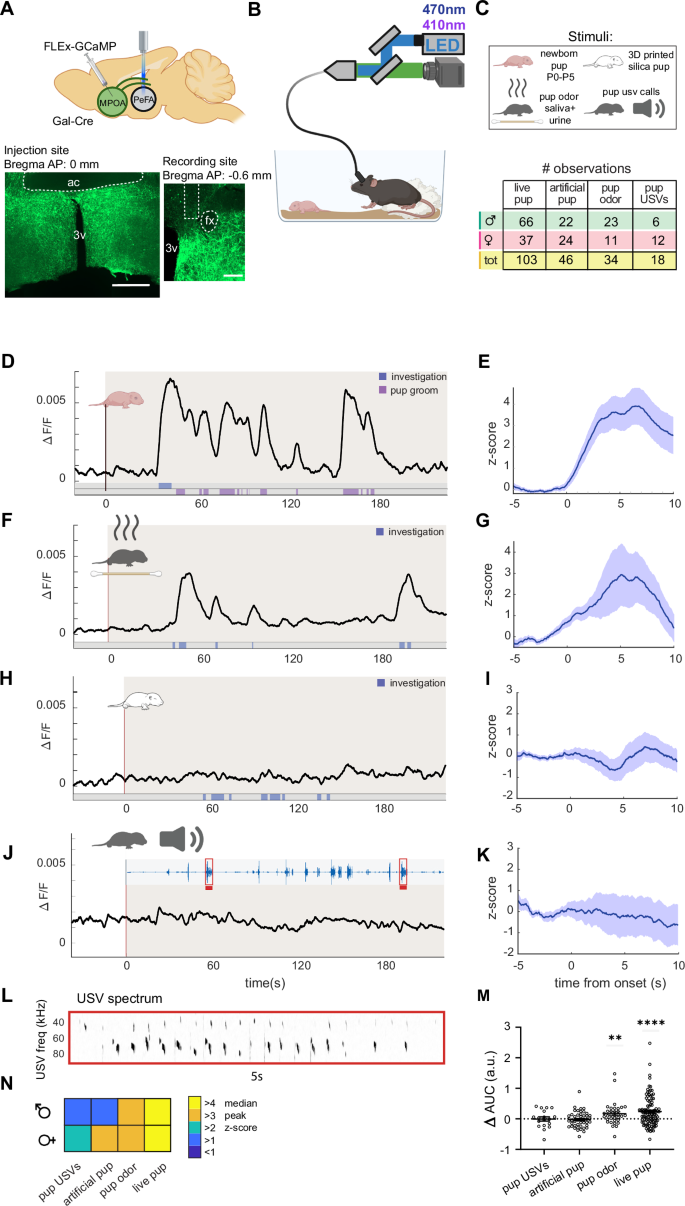 Sex-specific hypothalamic neural projection activity drives caregiving in mice