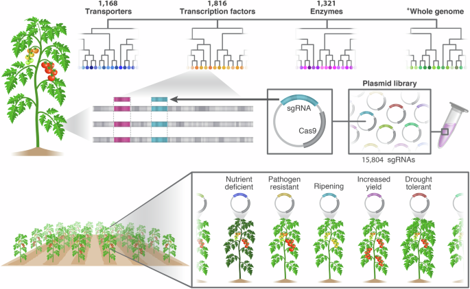 Construction of multi-targeted CRISPR libraries in tomato to overcome functional redundancy at genome-scale level