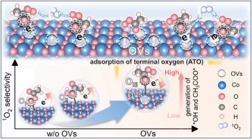 Oxygen vacancies-mediated the peracetic acid activation to selectively generate 1O2 for water decontamination