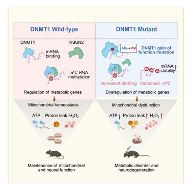 DNA methyltransferase 1 modulates mitochondrial function through bridging m5C RNA methylation