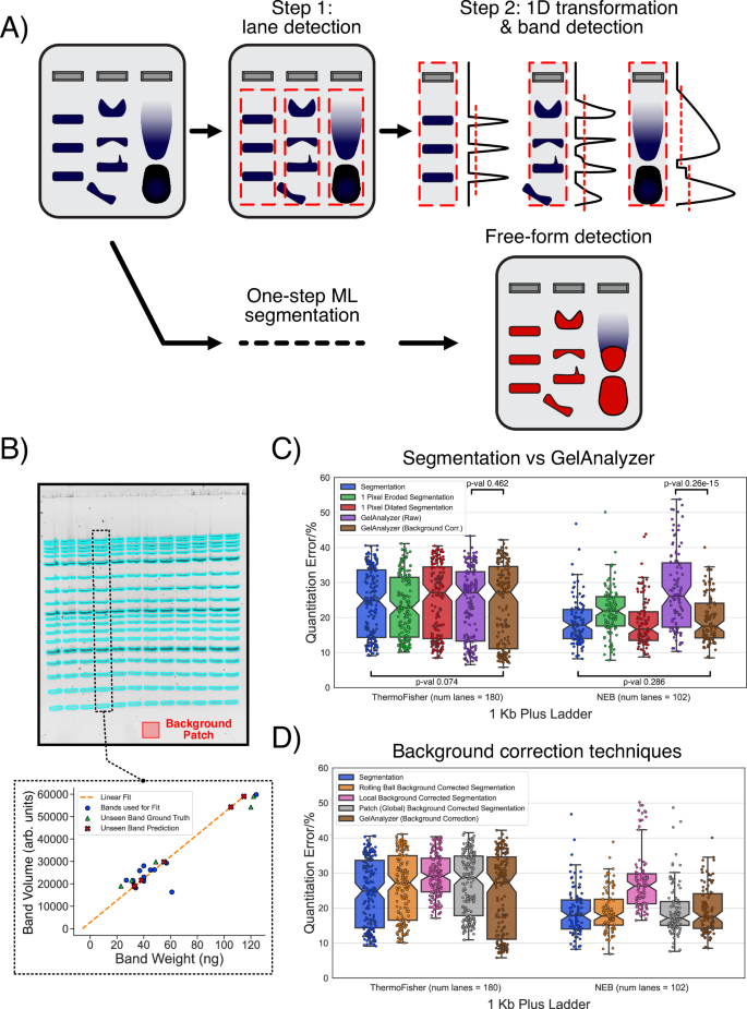 GelGenie: an AI-powered framework for gel electrophoresis image analysis