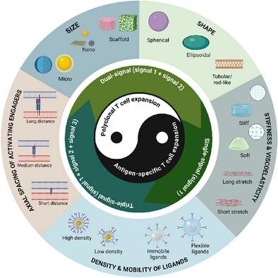 Strategies to Design and Optimize Artificial Antigen-Presenting Cells for T Cell Expansion in Cancer Immunotherapy