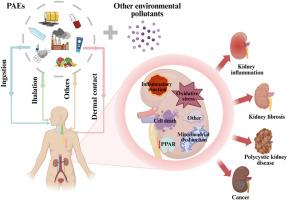 A narrative review of phthalates: From environmental release to kidney injury