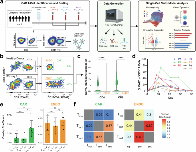 Two-stage CD8+ CAR T-cell differentiation in patients with large B-cell lymphoma