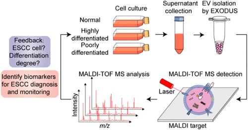 Rapid Identification of Esophageal Squamous Cell Carcinoma Biomarkers by MALDI-TOF MS Fingerprinting of Extracellular Vesicles