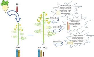 Systemic development of a complete set of monosomic alien addition lines of Raphanus sativus in natural Brassica napus and detection in breeding for clubroot resistance