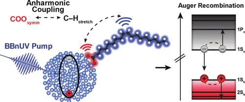 Surface Carboxylate Sensitivity to Electron and Hole Relaxation in Photoexcited Cadmium Sulfide Nanocrystals