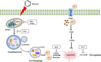 Ferroptosis is involved in the benzene-induced hematotoxicity via mitochondrial ROS-ferritinophagy pathway