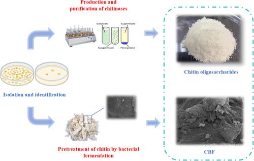 Isolation and Identification of a Novel Chitinilyticum sp.C8: Unleashing the Potential for Chitin Oligosaccharides Production