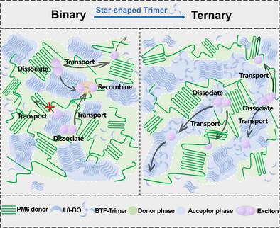 Rationalizing Star-Shaped Nonfullerene Acceptors in Ternary Organic Solar Cells: Morphology Mediation Facilitates Exciton and Carrier Dynamics
