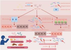 The intestinal toxicity mechanisms of triclosan and triclocarban and their possible clinical nutritional intervention mechanisms