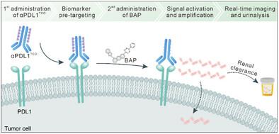 Near-Infrared Bioorthogonally Activatable Fluorescence Probe for In Vivo Imaging of Immune Checkpoint in Cancer