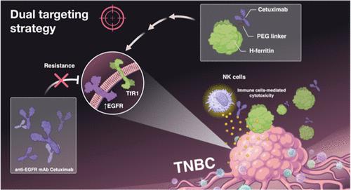 Dual-Targeting Strategy to Repurpose Cetuximab with HFn Nanoconjugates for Immunotherapy of Triple-Negative Breast Cancer