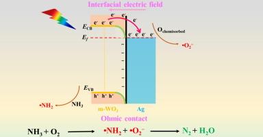 Enhanced photocatalytic ammonia oxidation over Ag/WO3 via simultaneously steering the activation for N–H bonds and oxygen species
