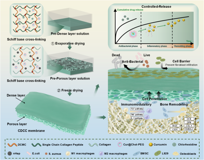 Immunomodulatory multifunctional janus collagen-based membrane for advanced bone regeneration
