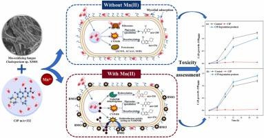 Biodegradation of ciprofloxacin by a manganese-oxidizing fungus Cladosporium sp. XM01: Performance and transcriptome analysis