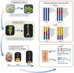 Establishment of rapid propagation system of high-essential-oil Melaleuca alternifolia and characteristics of soil microorganisms during plantlet transitioning from aseptic to microorganism conditions