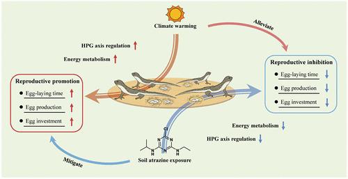 The Opposite Effects of Atrazine and Warming on the Reproductive Processes in Female Lizards (Eremias argus): Potential Roles of Hypothalamic–Pituitary–Gonadal Axis Regulation and Energy Metabolism