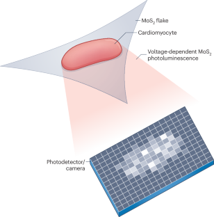 Seeing quick beats with atomically thick sheets