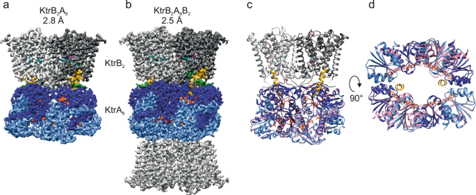 A short intrinsically disordered region at KtrB’s N-terminus facilitates allosteric regulation of K+ channel KtrAB