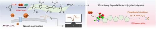In Vivo Synthesis of Metabolically Degradable π‑Conjugated Conductive Polymers Enabling Seamless Neural Interface Integration and Tissue Repair