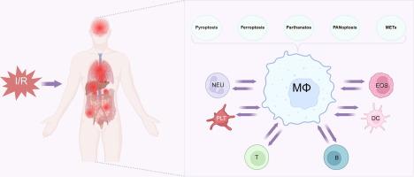 Dynamic regulation and targeted interventions of macrophages in ischemia–reperfusion injury