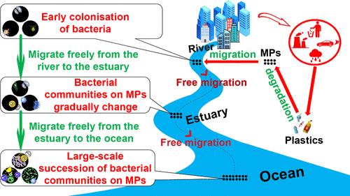 Natural Dynamics: Fresh Insight into the Succession of Microplastic-Borne Bacterial Communities along Riverine Courses to the Ocean