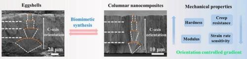Eggshell-like columnar nanocomposites with structural gradients