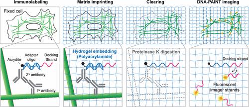 DNA-PAINT Imaging with Hydrogel Imprinting and Clearing